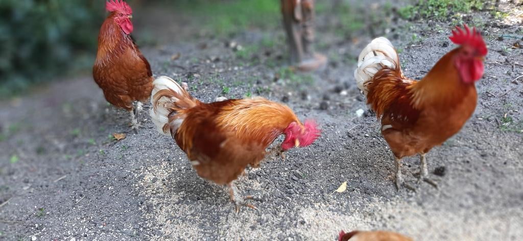 hanen, Mâle, Poule ou poulet