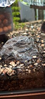 Baby ancistrusjes, Autres types, Poisson d'eau douce