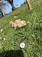 Orpington kuikens, Dieren en Toebehoren, Pluimvee
