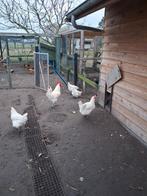 Broedeieren poulle de bresse