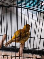 Fife-fancy, Dieren en Toebehoren, Mannelijk, Postuurkanarie