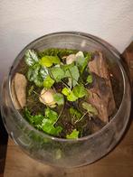 Plantenbiotoop met inheemse planten, Ophalen