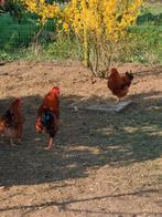 2 hanen/niet voor de slacht.