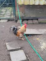 bielefelder haan, Dieren en Toebehoren, Mannelijk, Kip