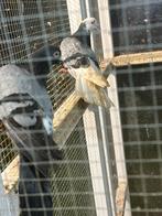 Hoogevliegers tipplers, Dieren en Toebehoren, Vogels | Duiven