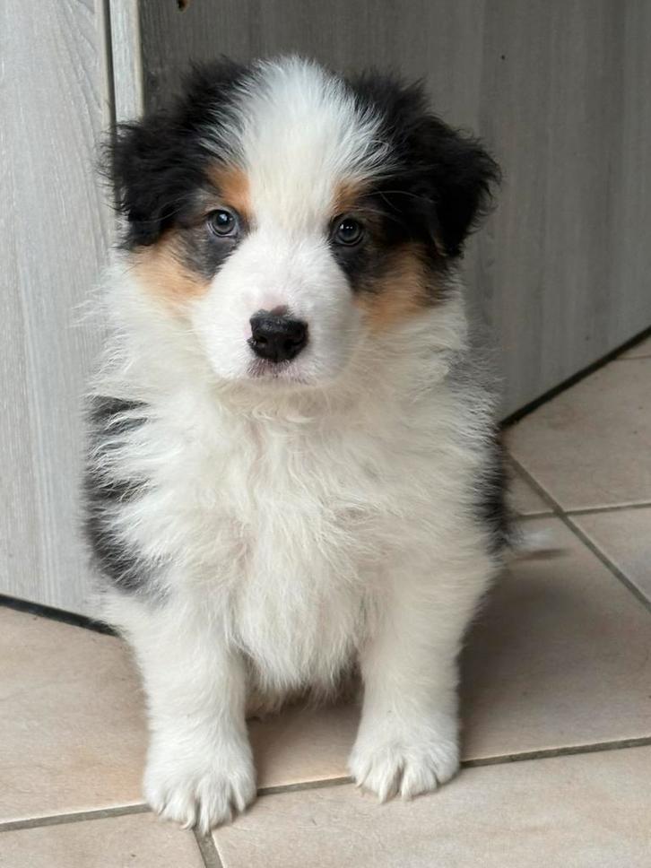 Australishe herder  pups, Dieren en Toebehoren, Honden | Herdershonden en Veedrijvers, Meerdere dieren, Herder, Fokker | Professioneel