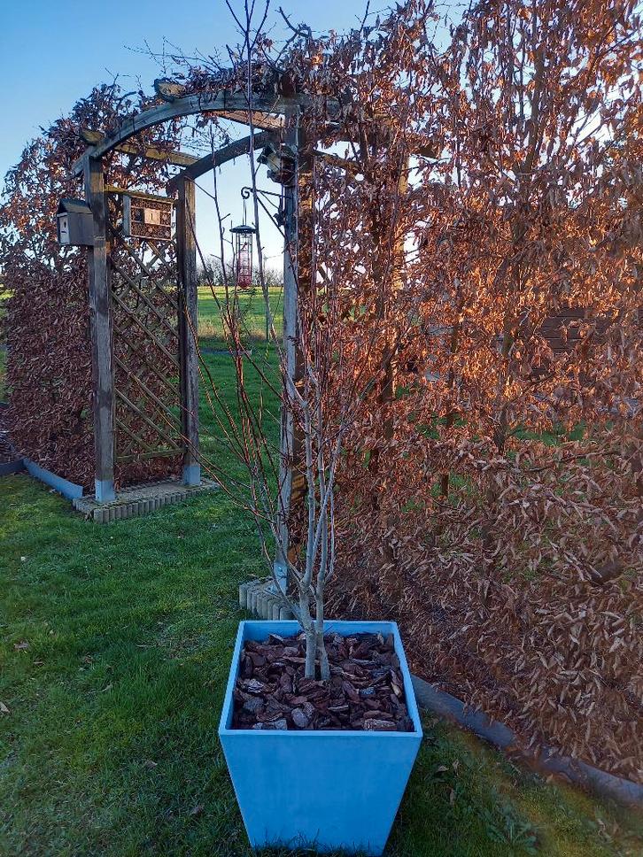 Magnolia de Kobé en pot, Tuin en Terras, Planten | Struiken en Hagen, Struik, Overige soorten, 100 tot 250 cm, Ophalen