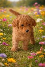 Prachtige dwergpoedelpups, reutjes, abrikooskleur, 9 weken, Dieren en Toebehoren, Poedel, Parvo, België, Fokker | Hobbymatig