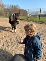 Lief miniatuurpaard ruintje, Dieren en Toebehoren, Ruin, A pony (tot 1.17m), Met stamboom, 11 jaar of ouder