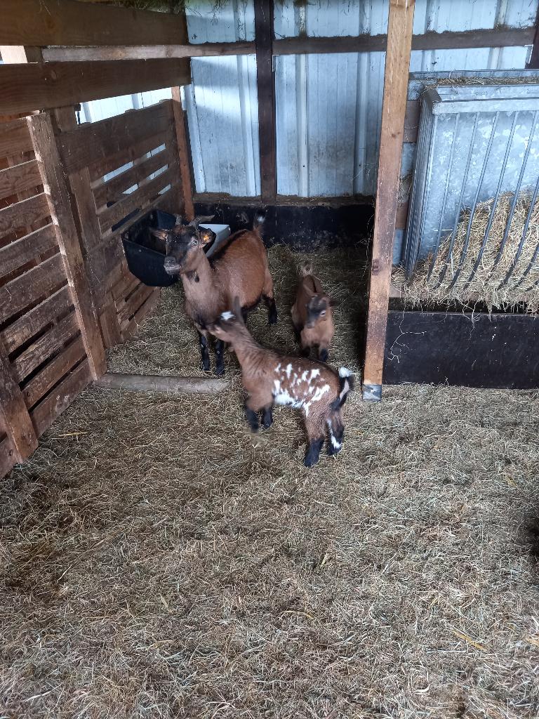 Dwerggeit met 2 lammers, Dieren en Toebehoren, Vrouwelijk, Geit, 0 tot 2 jaar