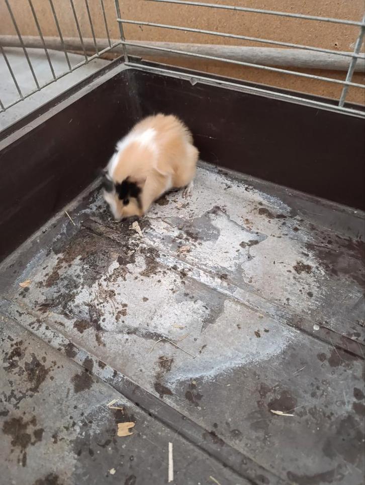 Cavia's, Dieren en Toebehoren, Schapen, Geiten en Varkens