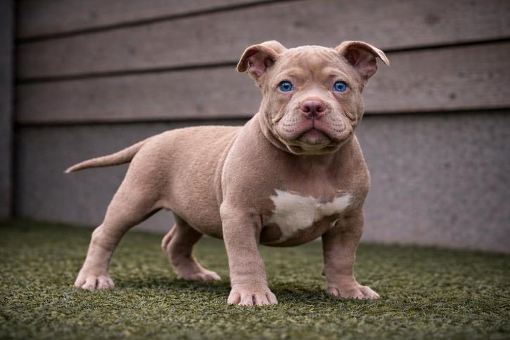American Bully pup (1st keus reutje), Animaux & Accessoires, Chiens | Bouledogues, Pinschers & Molossoïdes, Chien (mâle), Autres races