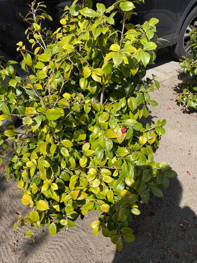 2 mooie struiken bloeien 2xper jaar, Enlèvement