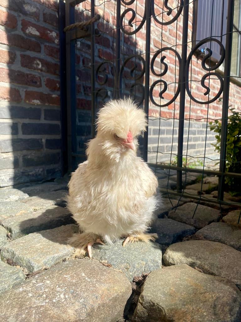 Koppel mottled usa zijdehoenders, Plusieurs animaux, Poule ou poulet