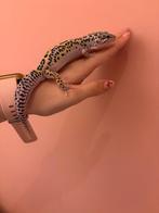 Lavender mack snow man, Animaux & Accessoires, Reptiles & Amphibiens