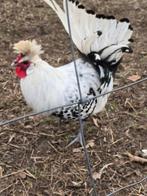 Appenzeller spitskuif, Mannelijk, Kip