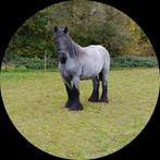 Fokmerrie boerenpaard drachtige, Merrie