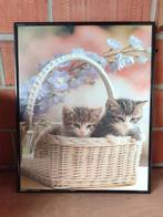 Kader kitten 40 op 50, Ophalen