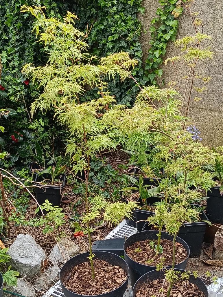 Japanse esdoorn seiryu, Tuin en Terras, Planten | Bomen, Overige soorten, 100 tot 250 cm, Halfschaduw, Bloeit niet, In pot, Ophalen