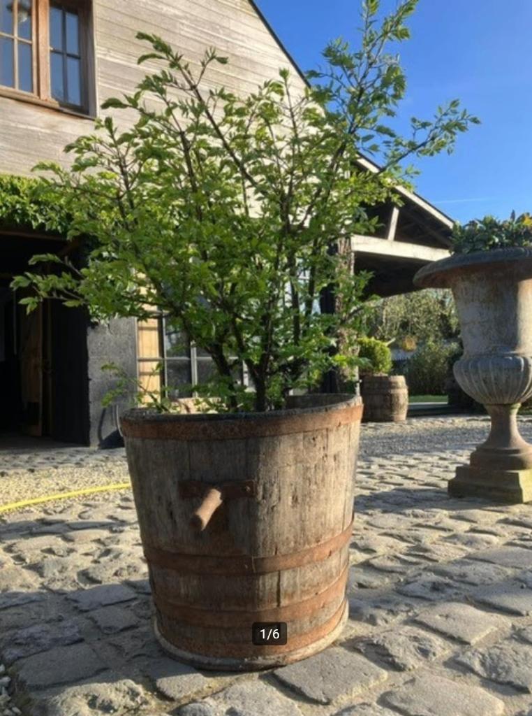Houten wijn/druiven tonnen, Ophalen