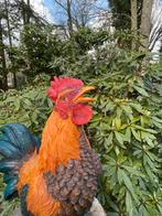 Beeld Haan, tuin, vijver, gazon, boerderij 50cm, Tuin en Terras, Tuinbeelden, Ophalen, Nieuw, Kunststof, Dierenbeeld