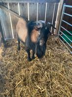 Geitenbok, Dieren en Toebehoren, Mannelijk, Geit, 0 tot 2 jaar