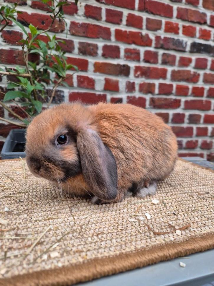 Nederlandse hangoordwerg ram, Dieren en Toebehoren, Konijnen