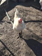 Witte hanen, Dieren en Toebehoren