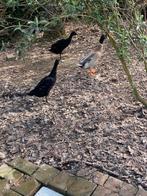 Loop eenden, Plusieurs animaux, Canard