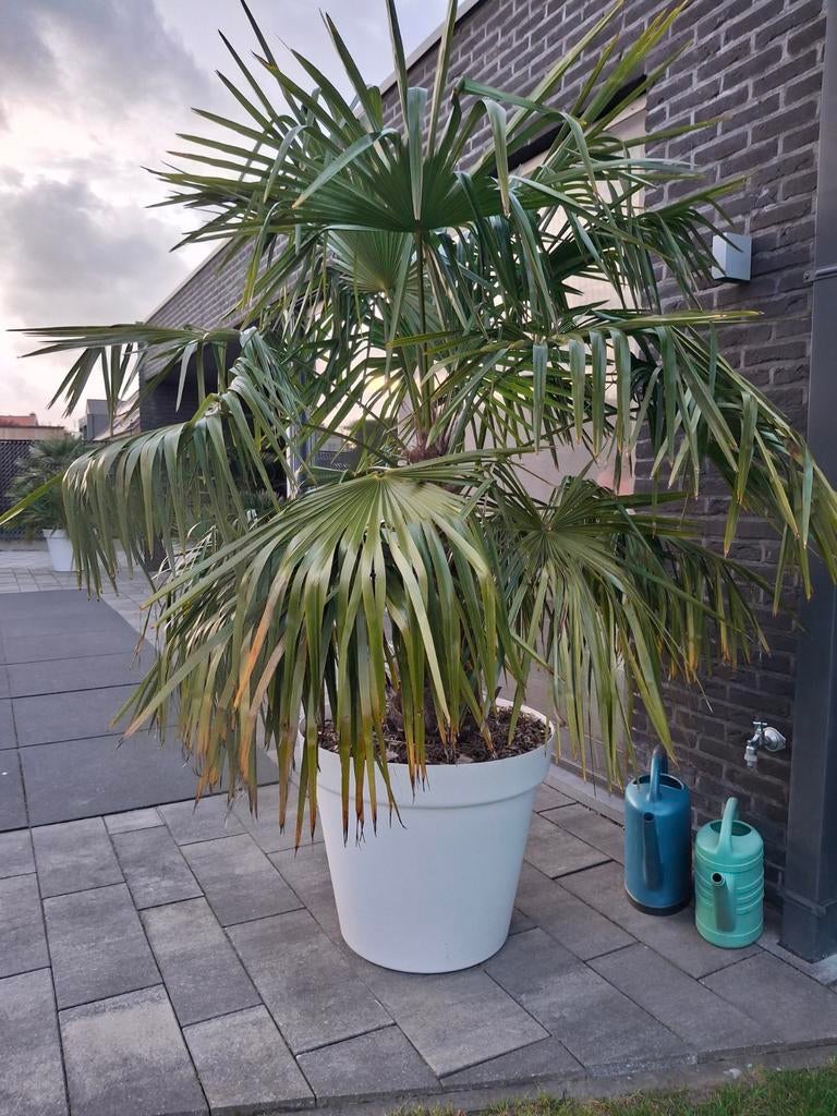 Wintervaste trachycarpus fortunei in bloempot, Ophalen