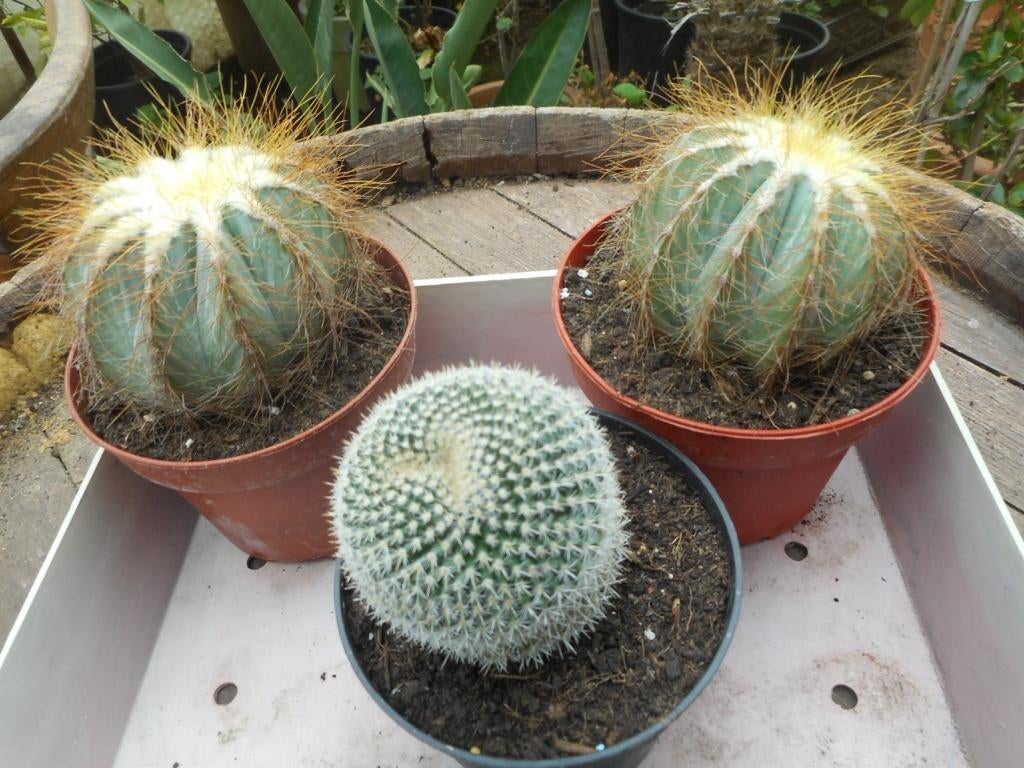 plantes, Jardin & Terrasse, Enlèvement ou Envoi, Plante fixe, Autres espèces, Plein soleil