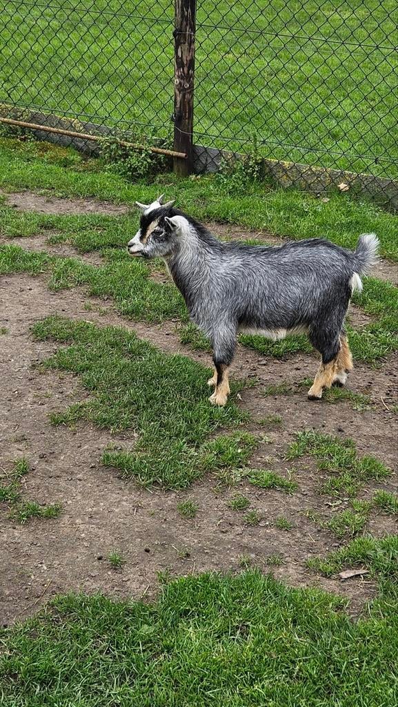 Blauwschimmel tan bokje, Dieren en Toebehoren