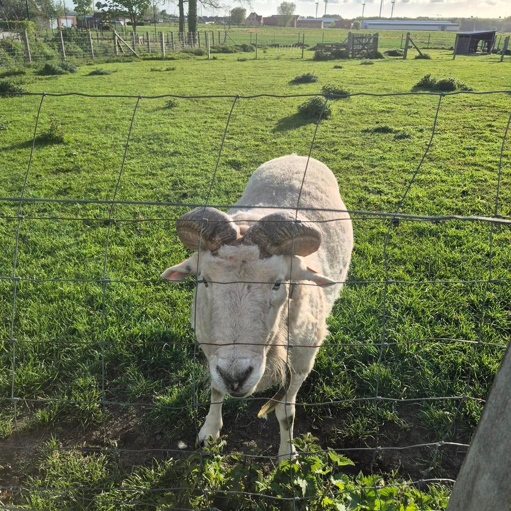 Wiltshire Horn, Mannelijk, Schaap, 3 tot 5 jaar