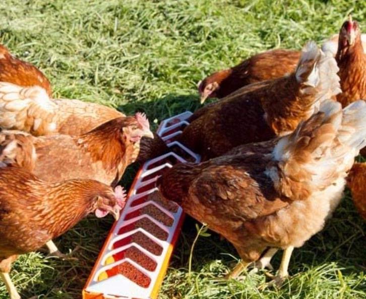 Isa brown legkippen, Dieren en Toebehoren, Pluimvee, Kip