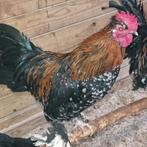 Haantjes Krieltjes naakthals krulveer en gewone