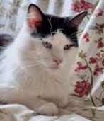 Maine Coon kittens, Plusieurs animaux, Vermifugé, 0 à 2 ans