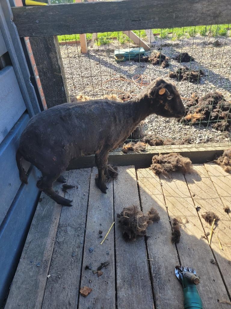 Ouessant, Vrouwelijk, Schaap, 0 tot 2 jaar