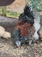 Brahma haan, Mannelijk, Kip