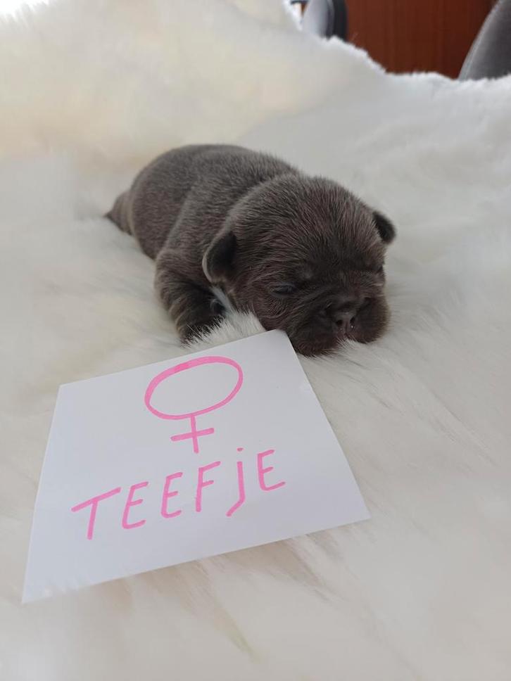 Franse bulldog teefje, Dieren en Toebehoren, Honden | Bulldogs, Pinschers en Molossers, Bulldog, Particulier, Eén hond, België