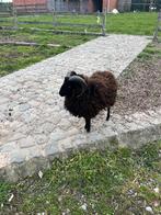 Ouessant schaap ram, Mâle, Mouton, 0 à 2 ans
