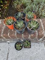 Zebra cactussen (ook leuk als geschenkje), Ophalen