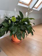 grote kamerplant + terracotta pot (40 cm), Ophalen