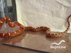 Te koop — Korenslangen (Pantherophis guttatus), Dieren en Toebehoren, Slang, Tam, 0 tot 2 jaar