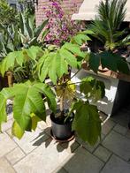 Tetrapanax, Tuin en Terras, Planten | Tuinplanten, Volle zon, Vaste plant, Herfst, Ophalen