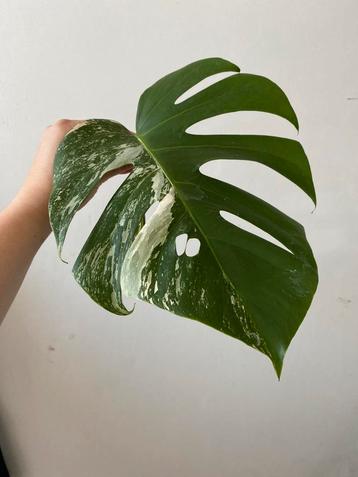 Monstera variegata (stek 2), Huis en Inrichting, Ophalen