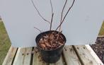 Hydrangea in 3L potten, Tuin en Terras, Planten | Tuinplanten, Zomer, Vaste plant, Ophalen of Verzenden, Volle zon