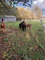 Prachtige alpaca veulens merrie's en hengstjes, Dieren en Toebehoren, Overige Dieren, Mei, Meerdere dieren
