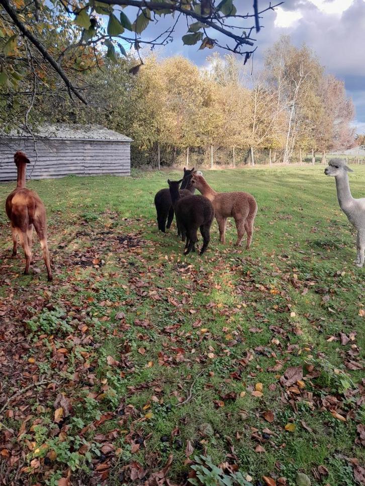 Prachtige alpaca veulens merrie's en hengstjes, Dieren en Toebehoren, Overige Dieren, Meerdere dieren, Mei
