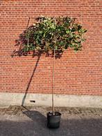 leiboom photinia leiglansmispel groenblijvende leiboom, Tuin en Terras, Ophalen, Winter, Leiboom