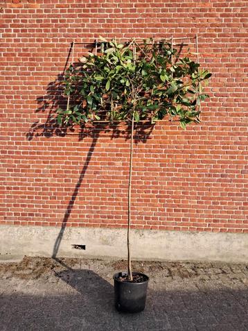 leiboom photinia leiglansmispel groenblijvende leiboom beschikbaar voor biedingen